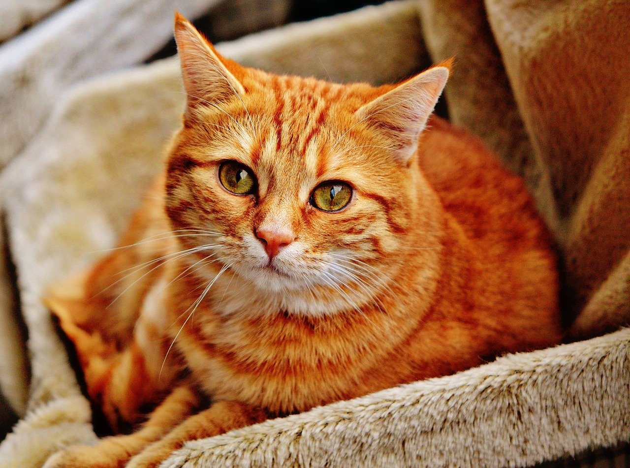 Penser à avoir un chat dans vos maisons. 