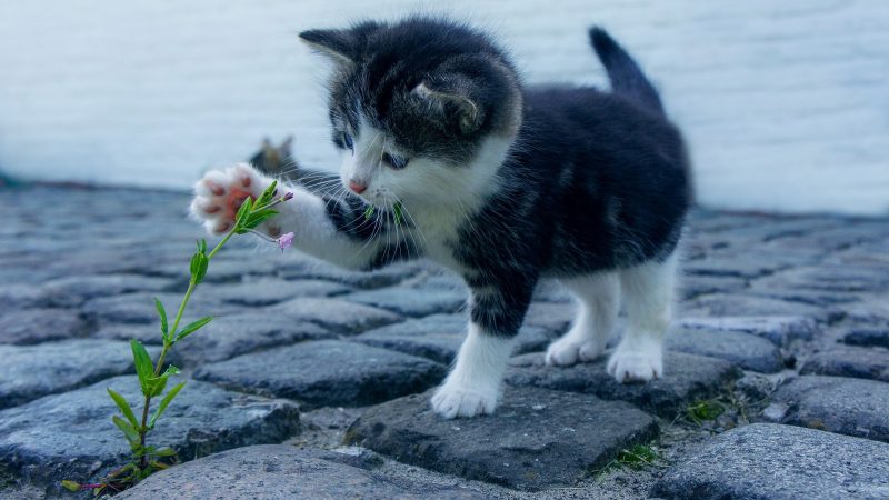 Quels objets faut-il prendre quand on adopte un chat ?