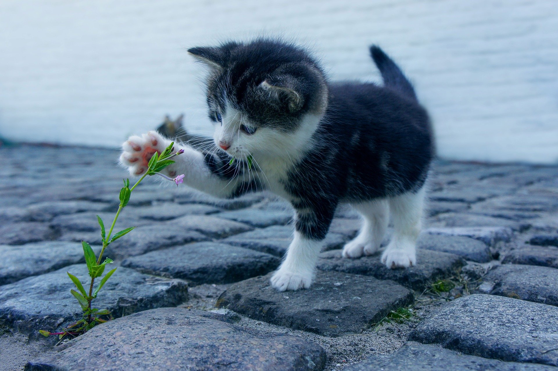 Quels objets faut-il prendre quand on adopte un chat ?