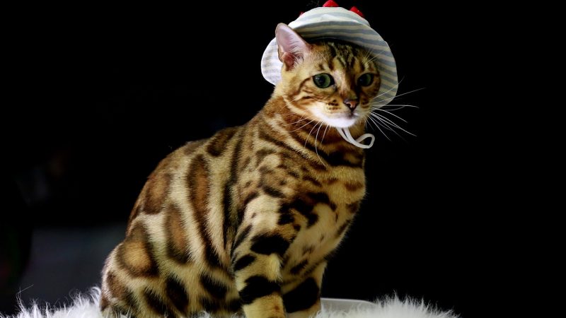 Le Bengal, une race de chat plutôt rare