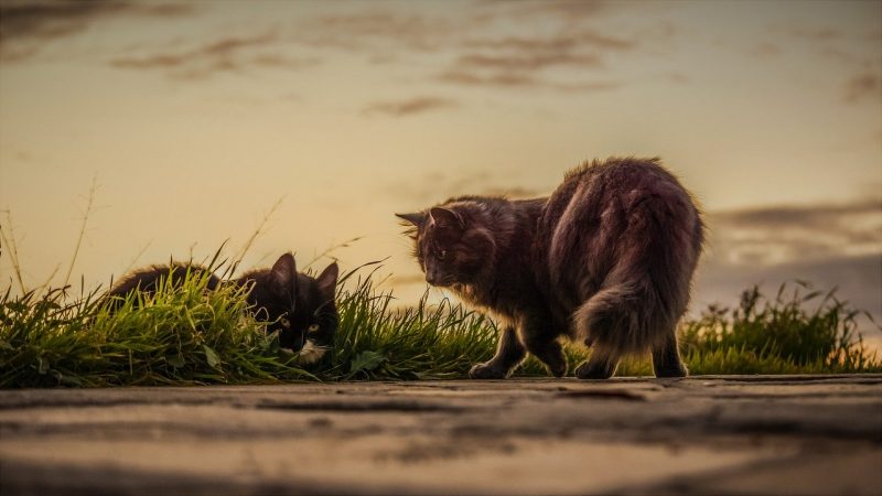 Penser à avoir un chat dans vos maisons.