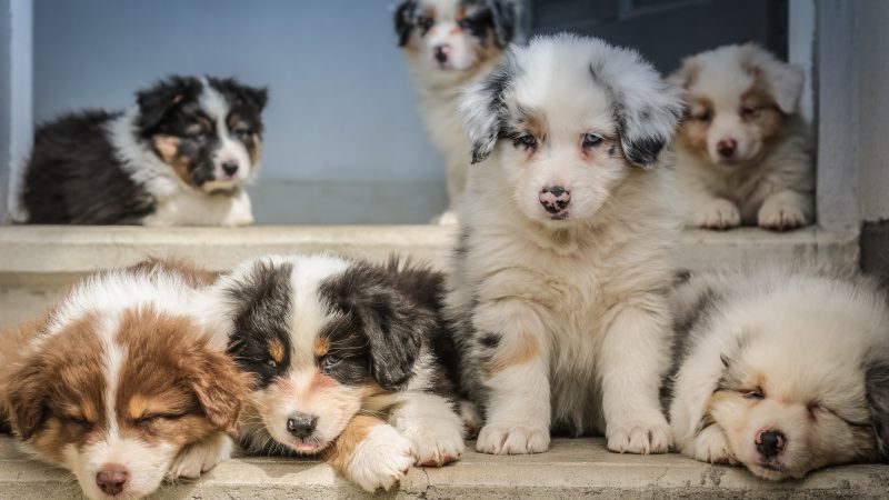 Le chien reste le meilleur compagnon de l’homme