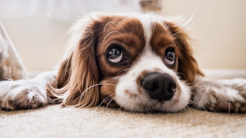 Prendre un chien, à quoi penser