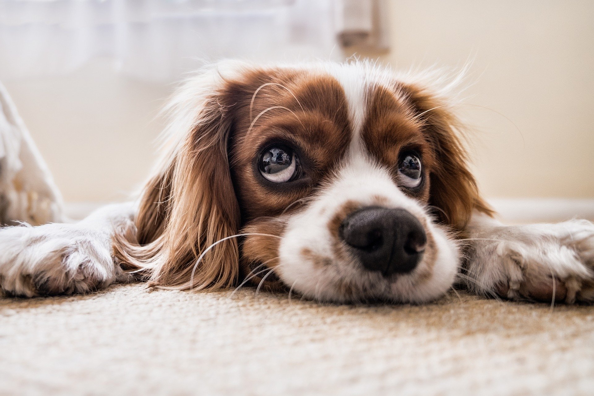 Prendre un chien, à quoi penser