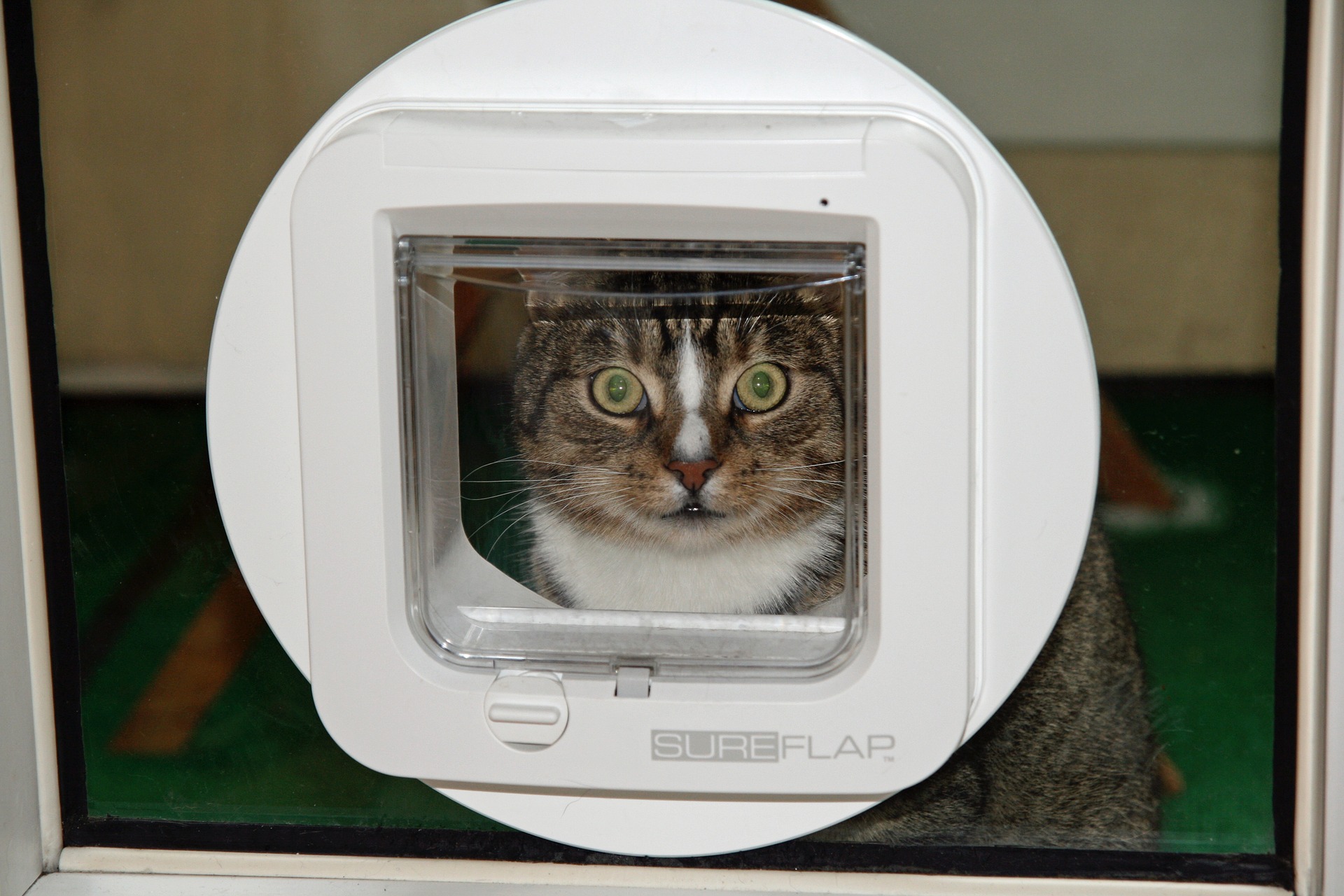 Comment gérer l’entrée et la sortie de vos animaux domestiques ?