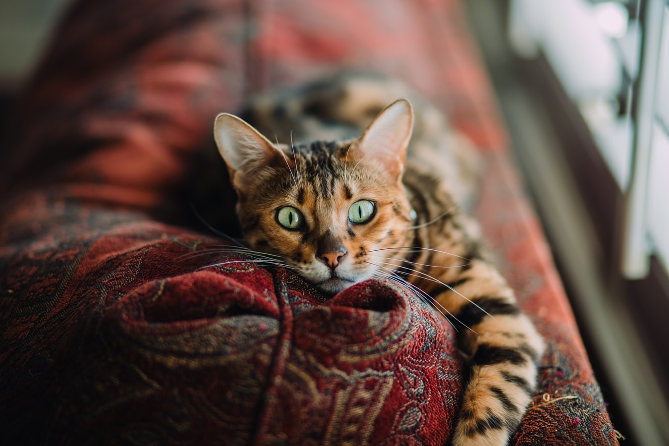 La litière pour chat, un accessoire très utile