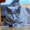 chartreux-3298051_640