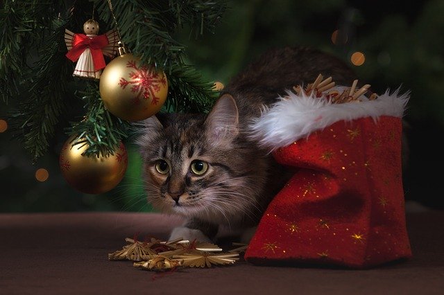 Cadeau de Noël à offrir à son chat