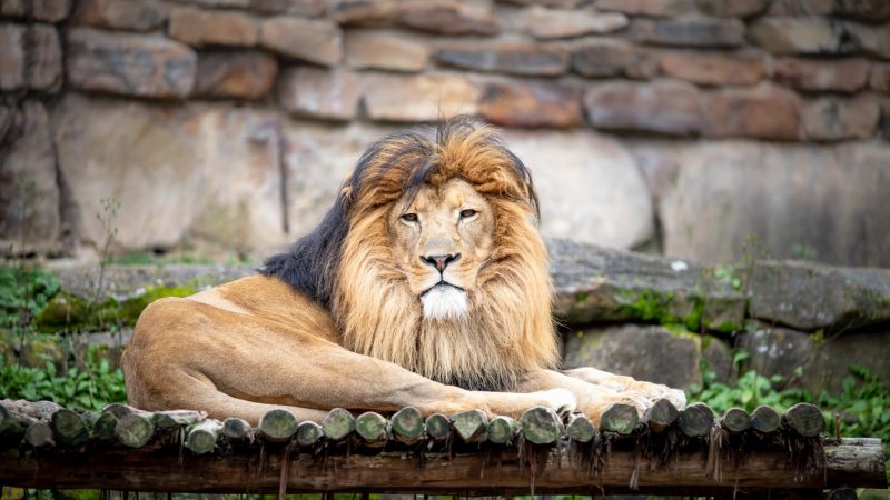 La capture des animaux grâce au matériel hypodermique