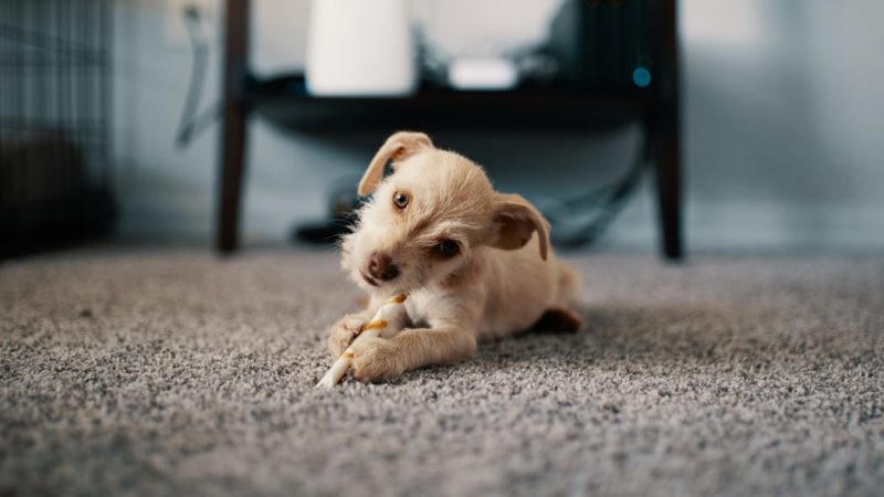 Les animaux de compagnie et leurs problèmes de santé