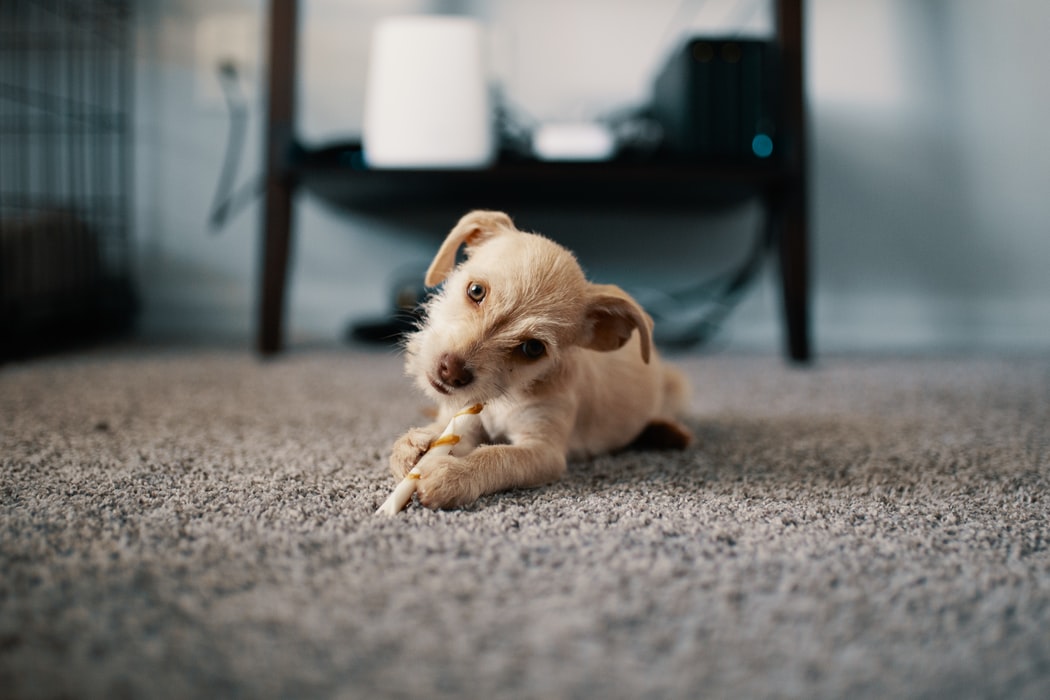 Les animaux de compagnie et leurs problèmes de santé