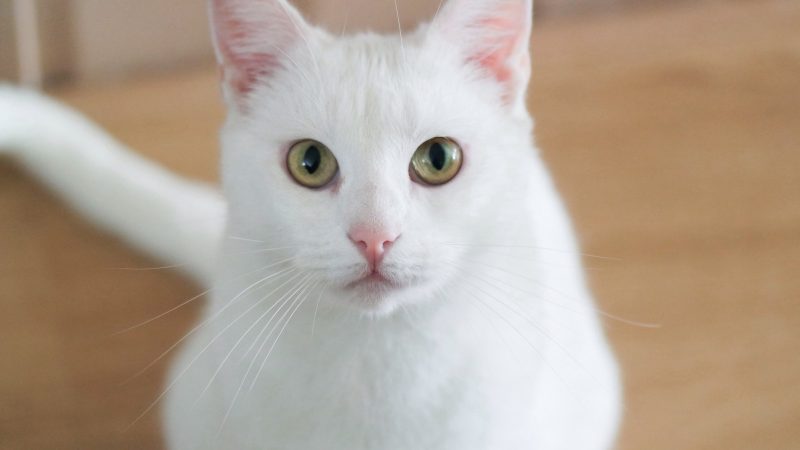 Adopter un chat, comment bien répondre à ses besoins ?