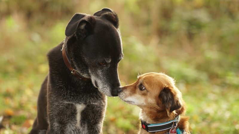 Ce qu’il faut savoir sur le collier GPS pour chien