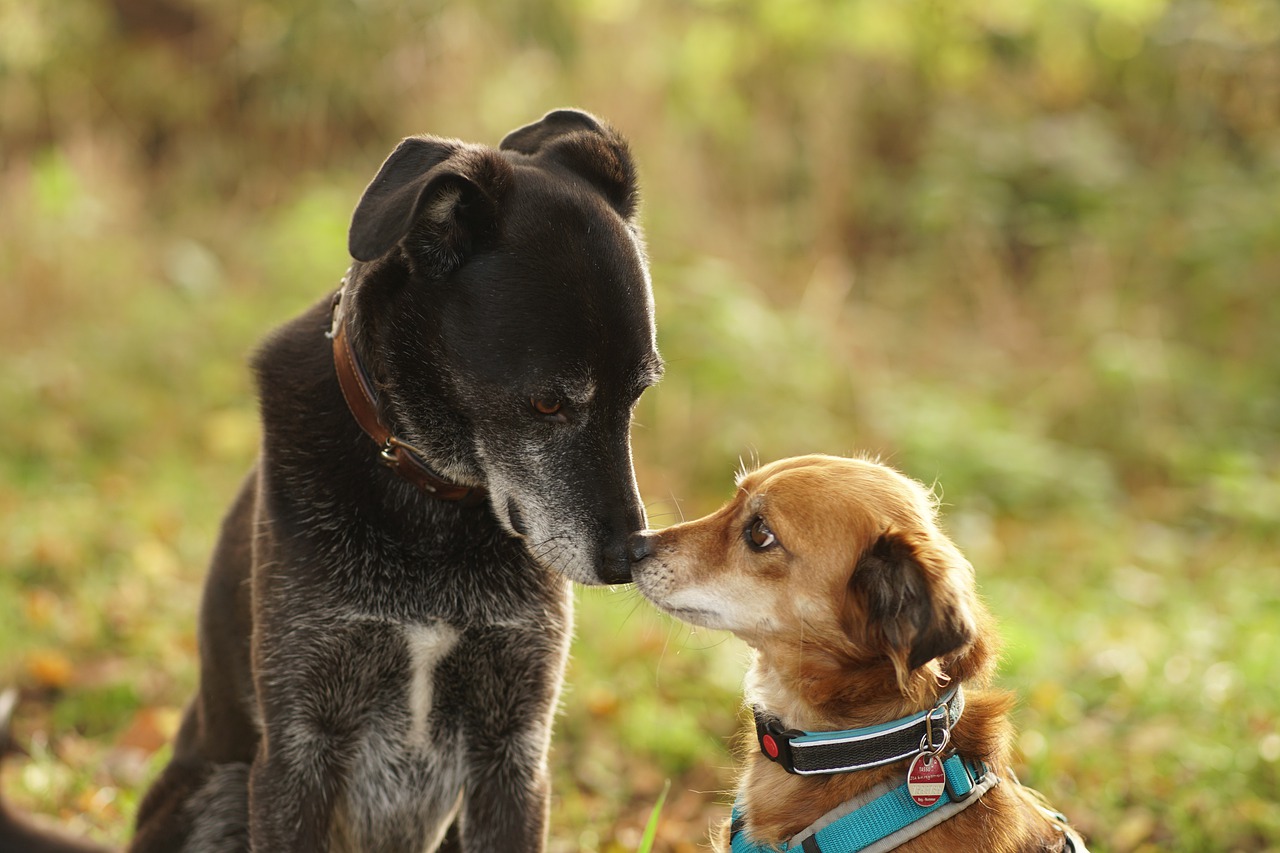 Ce qu’il faut savoir sur le collier GPS pour chien