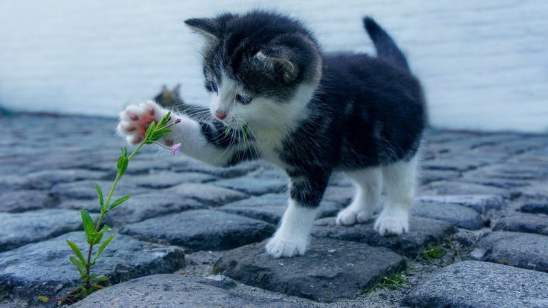 Comment choisir une alimentation pour chaton ?