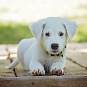 Comment utiliser un peigne anti puces pour chiens ?