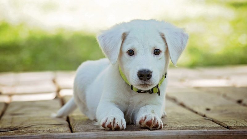 Comment utiliser un peigne anti puces pour chiens ?