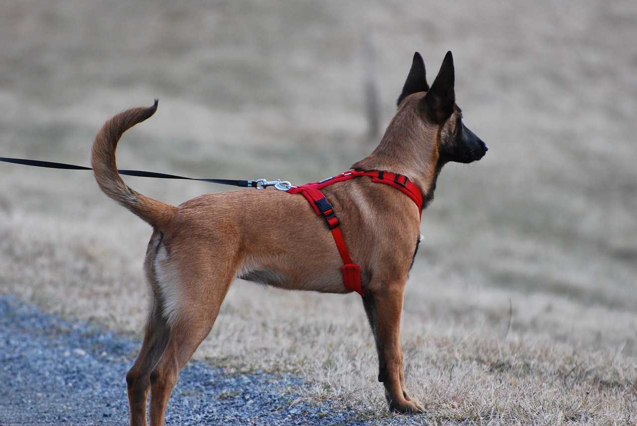 Pourquoi choisir un harnais pour chien ?