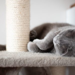 Ce qu’il faut savoir sur le griffoir pour chat