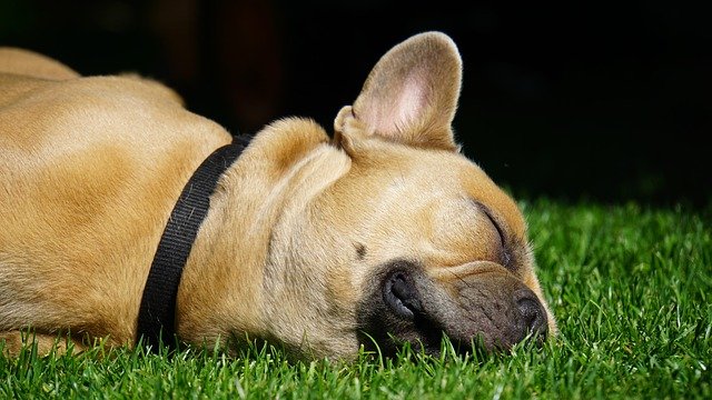 Les traits caracteristiques d’un bouledogue francais