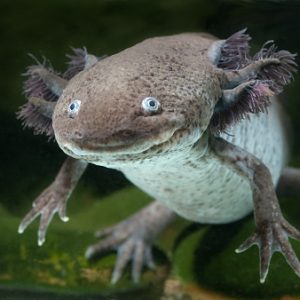 Vous voulez aussi avoir un axolotl chez vous