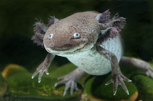 Vous voulez aussi avoir un axolotl chez vous