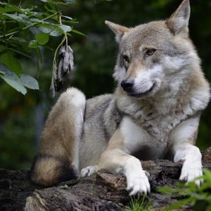 Signification des reves de Loups