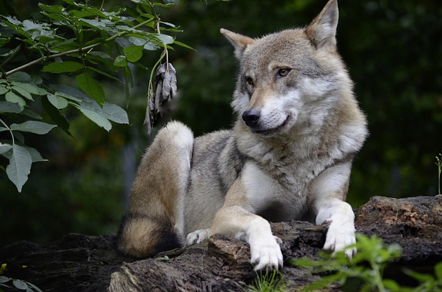 Signification des reves de Loups