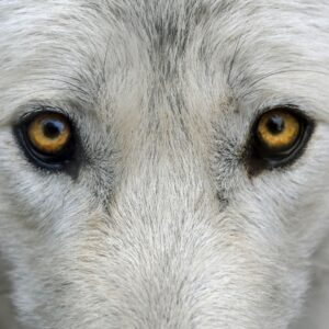 Zoom sur le mythique loup blanc