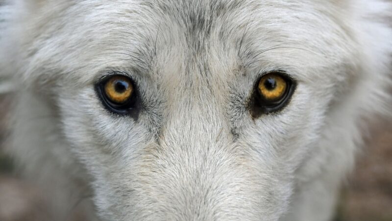 Zoom sur le mythique loup blanc