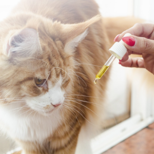 Pourquoi utiliser l’huile CBD pour les chats ?