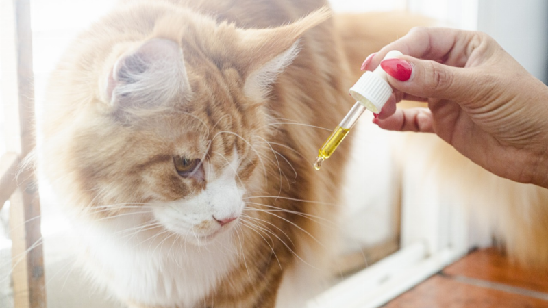 Pourquoi utiliser l’huile CBD pour les chats ?