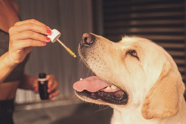 Les essentiels à savoir concernant l’utilisation de cbd sur les animaux de compagnies