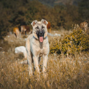 Kangal : caracteristiques, comportement et soins pour cette race de chien