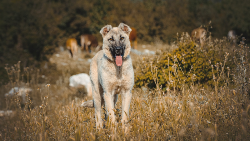 Kangal : caracteristiques, comportement et soins pour cette race de chien