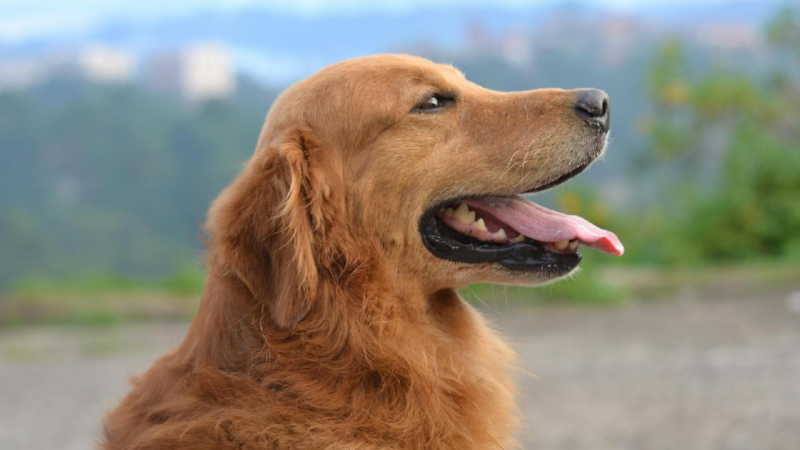 Obtenir un devis pour l’assurance d’un chien : est-ce necessaire ?