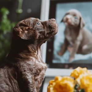 Le comportement de votre chienne pendant la gestation : etapes et changements