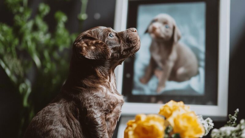 Le comportement de votre chienne pendant la gestation : etapes et changements